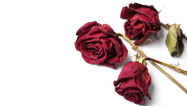 Dead red rose on a white background with copy space