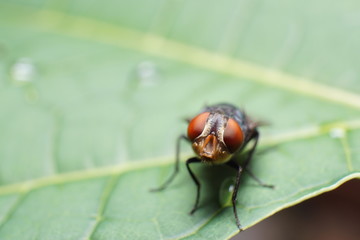 macro photo of a fly on a papaya leaf that drops by rain water