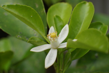 Fototapeta na wymiar Fresh green lime flowers in the garden