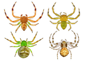 Spiders. Close up. Isolated on a white background