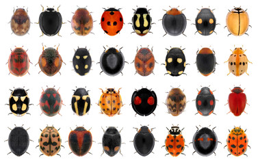 Ladybugs (ladybird beetles) isolated on a white background  © Alexey Protasov