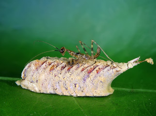 Praying mantis nymph hatching from an ootheca 