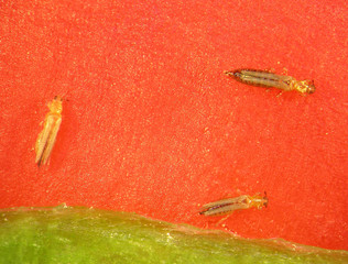 Western flower thrips, Frankliniella occidentali, (Thysanoptera) on the surface of red sweet bell...