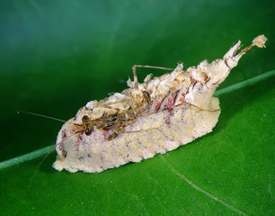 Praying mantis nymph hatching from an ootheca 