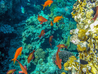 tropical fish in red sea