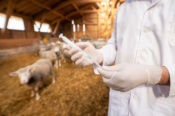 Veterinarian at cattle farm holding syringe and taking care of livestock health.