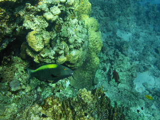 Fototapeta na wymiar tropical fish in coral reef