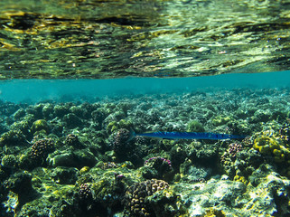view of the sea and coral reef