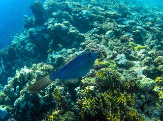 Obraz premium tropical fish in the sea