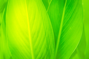 Soft blurred large green leafs in sunlight. Natural green abstact background concept