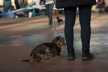 small long-haired marble dachshund at the exhibition with his mistress