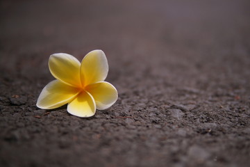Fototapeta na wymiar Yellow frangipani flowers lying on the road, with copy space, blurry