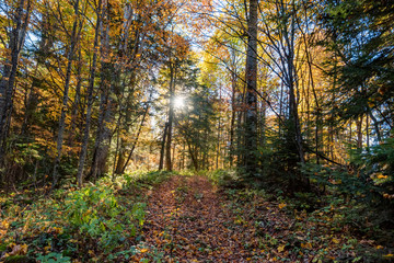 Fototapeta premium Sunny autumn morning in pine forest beautiful natural landscape
