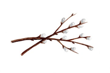 Pussy willow branches on the white background, spring watercolor illustration
