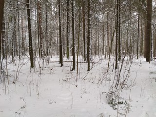 White and black trees trunks in forest landscape after hard snowing in cloudy day light