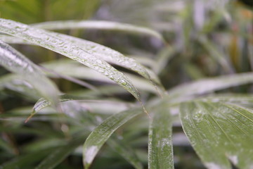 greenery which drops heavy rain