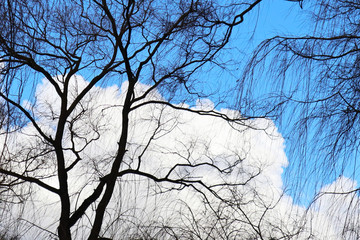 Stark bare tree branches silhouetted against a blue sky