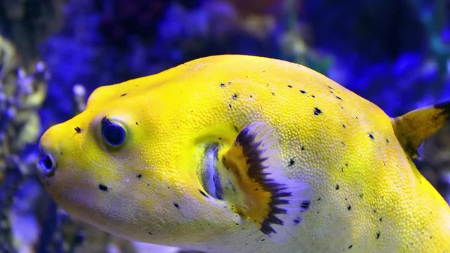 Fish tetraodontidae swims among pitfalls and plants. Close-up.