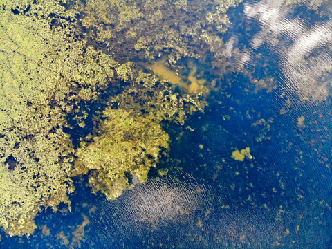 Algae Growing Out Of Control In Lake