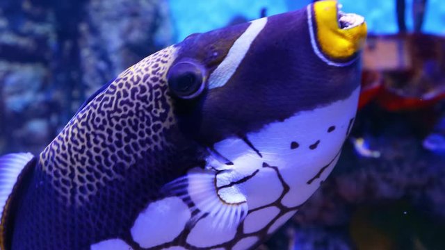 Clown triggerfish Coral reef fish swims underwater.