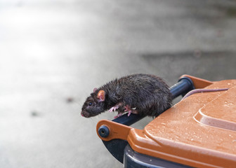 braune Ratte, Rattus norvegicus, hangelt auf dem Griff einer Mülltonne