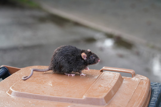 braune Wanderratte, Rattus norvegicus, sitzt auf einer Mülltonne, im Hintergrund die regennasse Straße