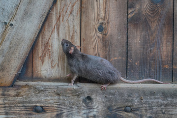 braune wilde Ratte, Rattus norvegicus, klettert in einer Holzwand