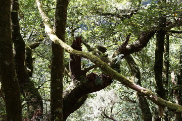 Alte Lorbeerbäume auf Madeira