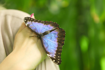 Beautiful huge blue butterfly Papilio Nireus on a women hand on green background. Tropical, exotic insects - wild life