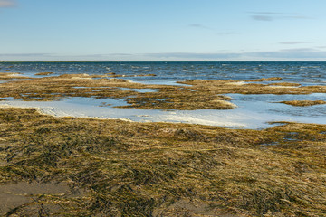 Lake Kamyslybas or Kamyshlybash, large saltwater lake in the Kyzylorda Region, Kazakhstan. Algae on the shore