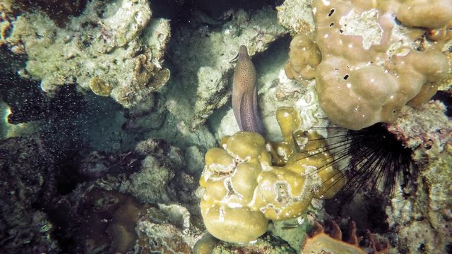 Giant moray hiding on the coral reef filmed from above.