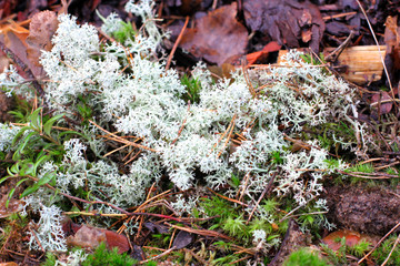 Lichen or white moss - from the botanical class of lichens, autumn forest in wet weather
