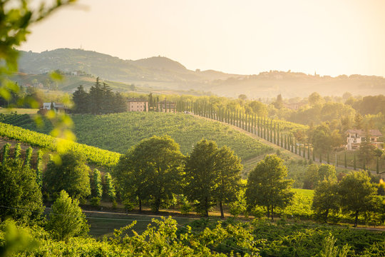 Castelvetro di Modena, panoramic view of hills and green trees at sunset. Emilia Romagna, Italy
