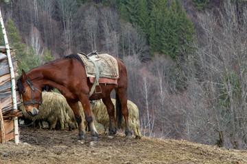 
Working animals in the mountains of Romania