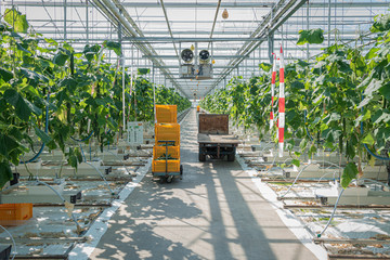 Rows of cucumber plants in a huge greenhouse - 325821547