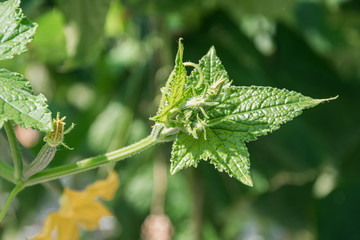 Cucumbers flowers on a plant somewhere in a huge greenhouse