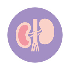 Isolated kidneys icon vector design