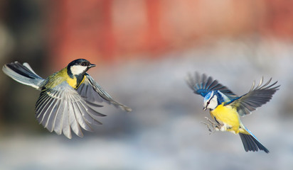 two bright songbirds tit and azure fly widely spreading their wings and feathers on a Sunny spring...