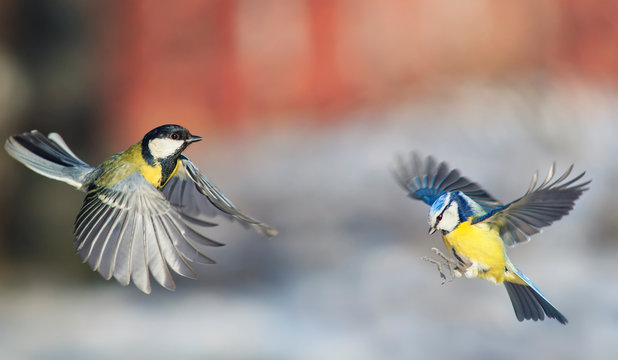 two bright songbirds tit and azure fly widely spreading their wings and feathers on a Sunny spring day