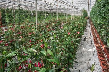 Flowering Gloriosa in a large greenhouse