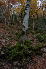 Tree and Brown Leaves