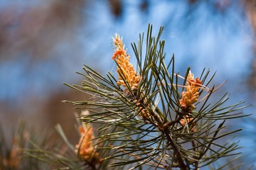 Naklejka na ściany i meble branch of pine with needles and young cones in inflorescences, soft spring sun, light sky blurred background, ecological sunny nature pattern