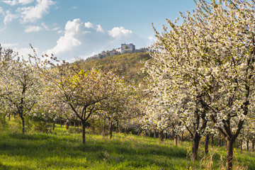 Blooming orchard at spring and castle Buchlov at Moravia, Czech Republic