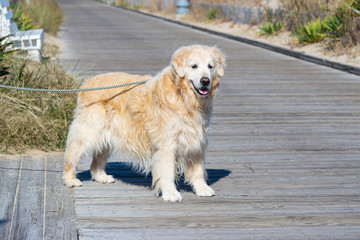 A golden retriever dog stands alone on boardwalk with happy smiling face