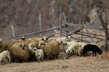 Flock of sheep