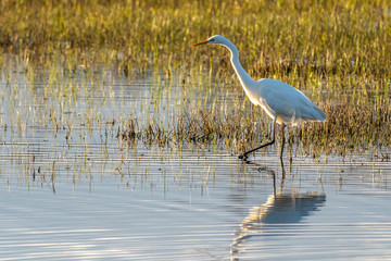 White heron (ardea alba) at dawn in the Natural Park of the Marshes of Ampurdán.