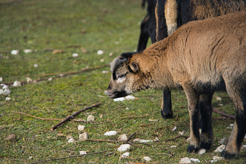 Schafherde, Kamerunschafe, Schafbaby, Lamm, Zwillinge im Freigehege auf Bio Bauernhof