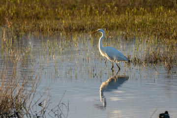 White heron (ardea alba) at dawn in the Natural Park of the Marshes of Ampurdán.