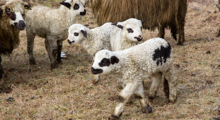  lambs