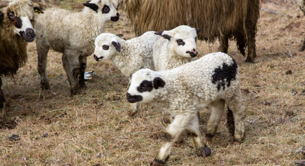 Obraz premium lambs
